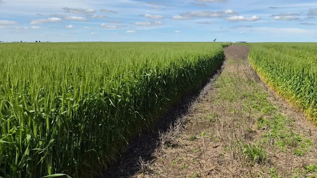Las heladas golpean al trigo y el frío demora la siembra de los cultivos de verano