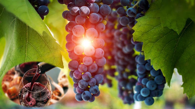 El Malbec Reafirma Su Liderazgo En El Mercado Interno y Las Exportaciones