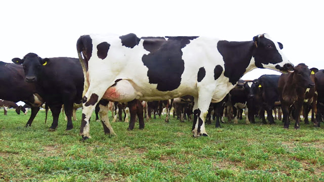 Vacuna Nacional Contra La Mastitis