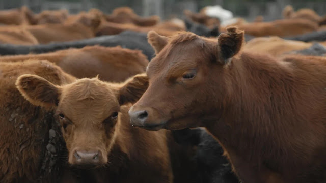 La faena bovina cae a su nivel más bajo en diez años y terminaría el año por debajo del 2025