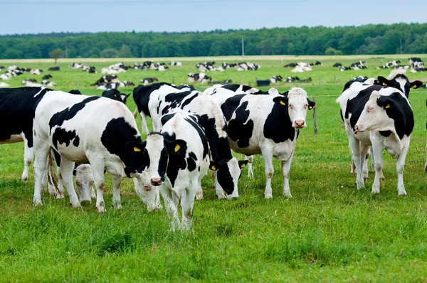 El Calor Y La Producción De Leche