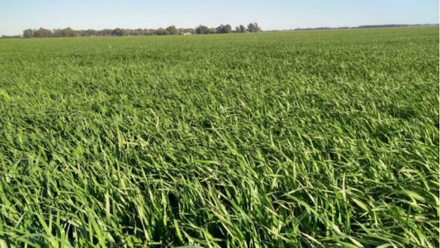 Nueva línea crediticia para productores agropecuarios en La Pampa