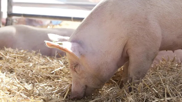 Anuncian una jornada de actualización en diagnóstico de triquinelosis en La Pampa