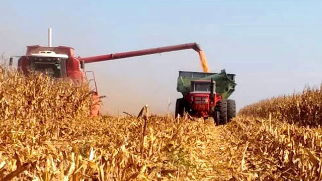 La Cosecha De Maíz Avanza Al 62,2% Con Demoras Por La Humedad, Pero Mantiene Altas Expectativas De Producción