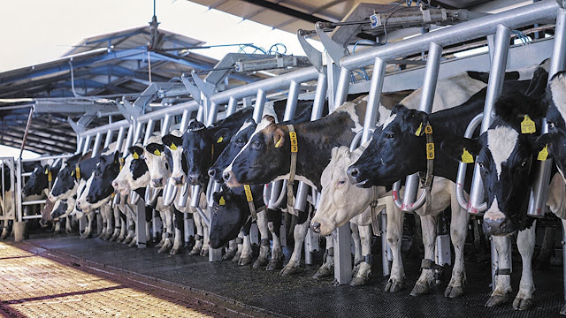 Buenos Aires y Córdoba concentran los tambos de mayor producción
