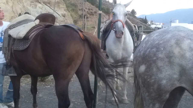 Fue Confirmado Encefalomielitis Equina En Corrientes Y Santa Fe