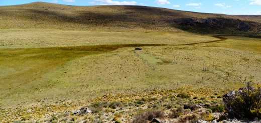 Recuperación Pastizales Patagonia INTA.