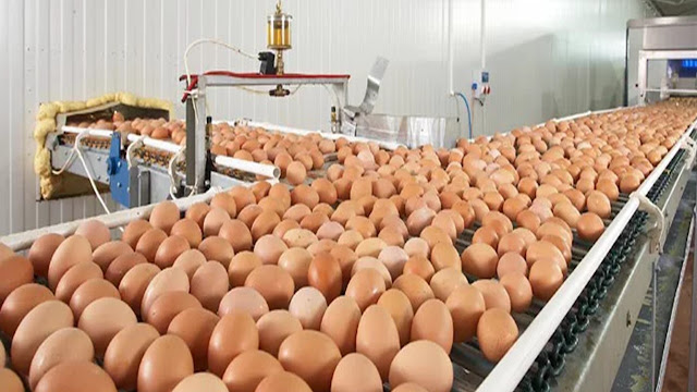 El consumo de huevo llegó a un nivel récord en la Argentina