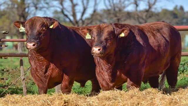 El crecimiento del Angus colorado cambia el mapa de la raza en la Argentina
