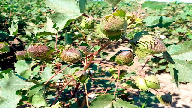 Desarrollan la primera variedad de algodón con fibras extralargas