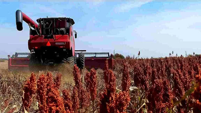 La cosecha de sorgo supera el 90 % del área sembrada, pero con rindes por debajo de lo esperado