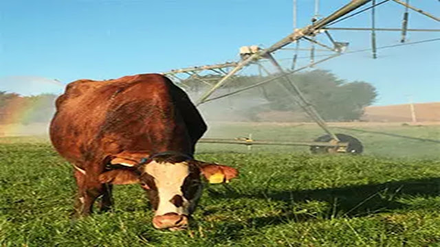 Mendoza Apuesta a Aumentar La Ganadería Con Más Riego