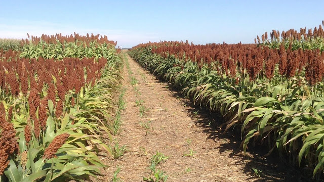 Sorgo 2025/26: el área cae, pero los rindes sostienen la producción
