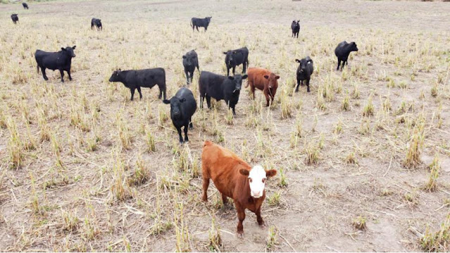SENASA Notificó Caso Carbunclo En La Pampa