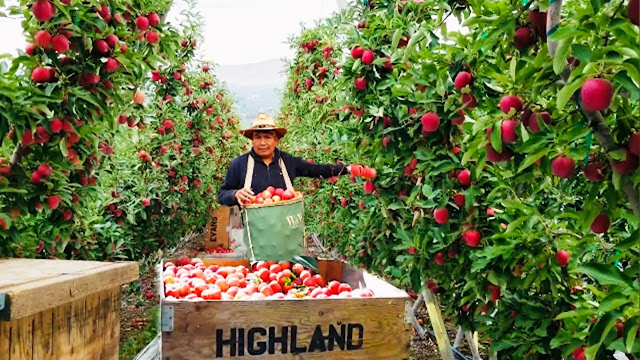 Situación De Los Productores Frutales En Washington