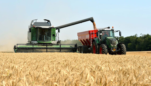 La Cosecha Del Trigo Tiene Un Avance Del 40%