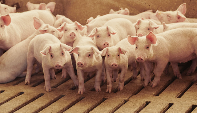 Estudio Sobre Toxoplasmosis En Cerdos De Faena En La Pampa