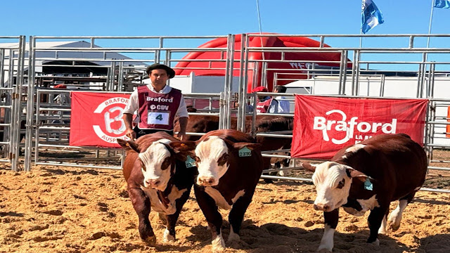 La raza Braford mostró su potencial en Expoagro 2026 con genética, tecnología y mercados en expansión