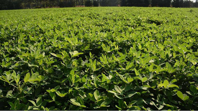 Plazo Para Presentación De Planes De Manejo Agronómico De Maní