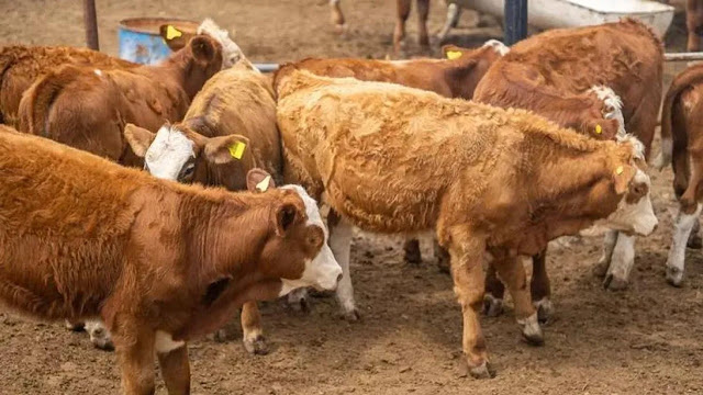 Alarma Entre Los Ganaderos Mexicanos Por El Posible Desembarco De Más Carne Brasileña