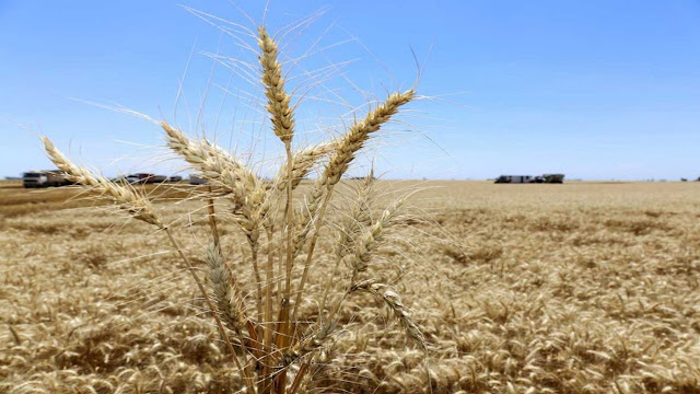 El Banco Mundial prevé baja en los commodities y enciende alarma por impacto de La Niña en Argentina