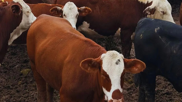 La Retención De Hembras Impulsa El Mercado De Reproductores y Sostiene Los Precios