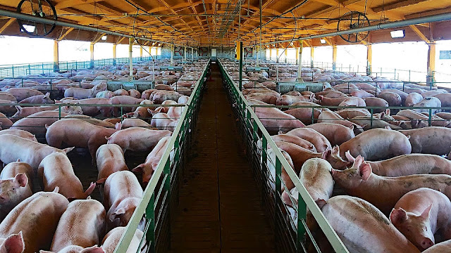 Aprueban la nómina de beneficiarios del programa de Fortalecimiento Productivo Argentino Sector Porcino