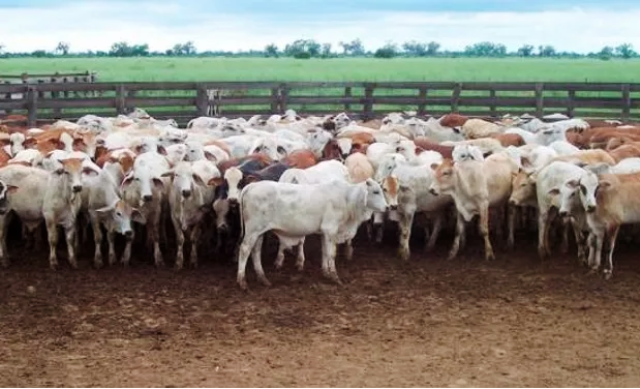 Crece La Oportunidad De Exportar Ganado En Pie Desde Paraguay,