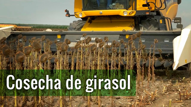 Bajos rindes en la cosecha de girasol del NEA