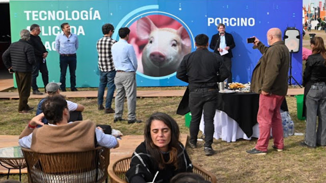 Resumen De Exportaciones Porcinas.