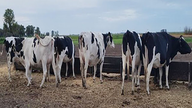 Mastitis En Vaquillonas: Nuevas Evidencias Advierten Sobre Pérdidas Productivas