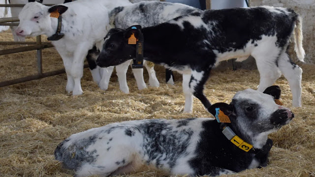 Crean el Sistema Informático de Trazabilidad Animal (TRAZA) para fortalecer el control y el financiamiento del sector ganadero