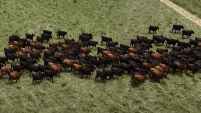 Manejo De Pasturas En Ganadería