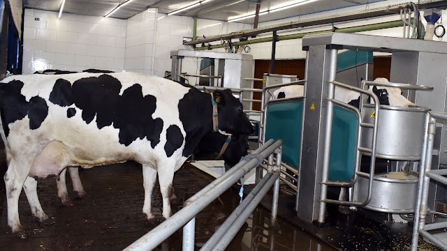 La Leche Pampeana Mantiene Altos Estándares De Calidad, Aunque El Precio Al Productor Sigue Por Debajo De La Media Nacional