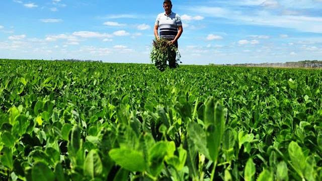 Biosoluciones En La Producción De Maní.
