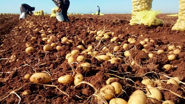 La Producción De Papa Recupera Rentabilidad Tras La Fuerte Reducción Del Área Sembrada