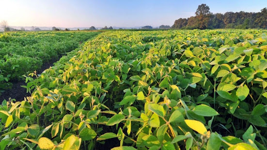 La Salud Del Suelo Gana Protagonismo Como Factor Clave Para Sostener La Productividad Agrícola