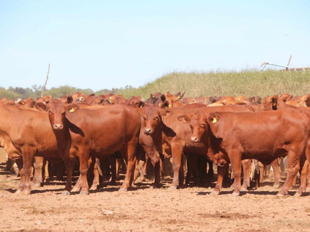 Créditos para productores ganaderos de Salta