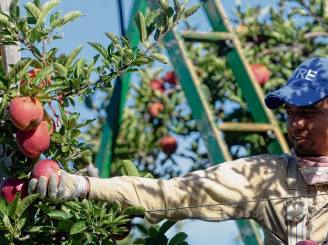Asistencia financiera productores frutícolas de Río Negro y Neuquén